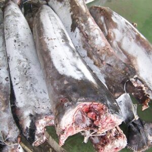 Sword Fish