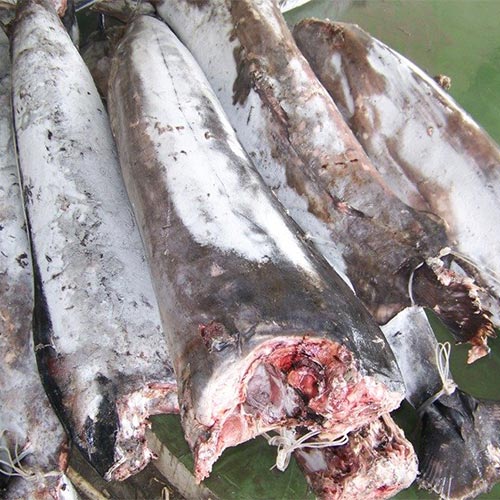 Sword Fish