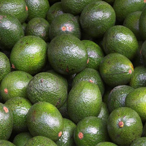 Avocado