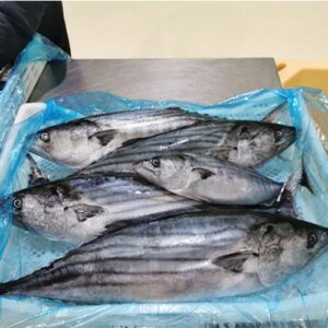 Bonito Fish