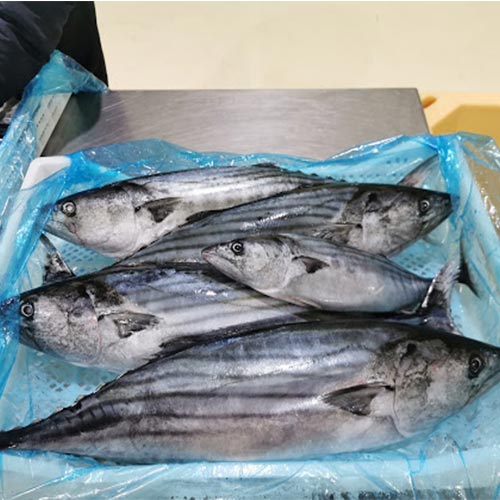 Bonito Fish