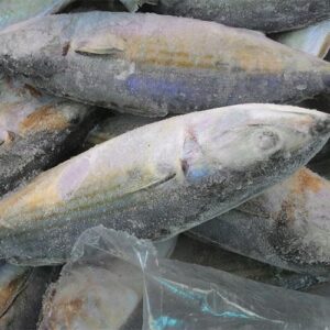 Sea Bass