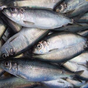 Herring Fish