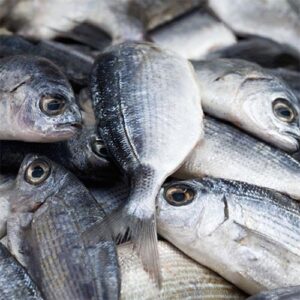 Sea Bream