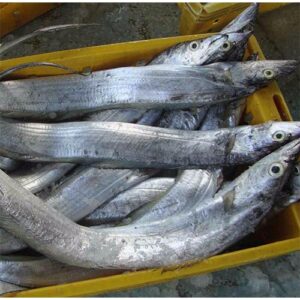 Eel Fish