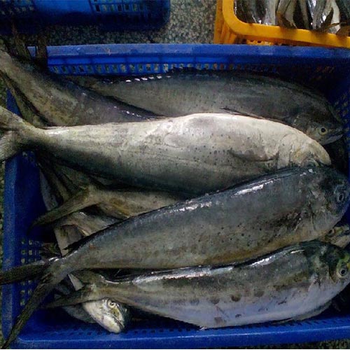 Mahi Mahi Fish