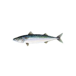 Mackerel Fish