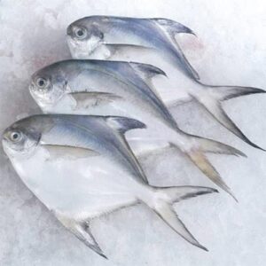 Silver Pomfret