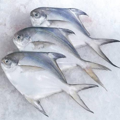 Silver Pomfret