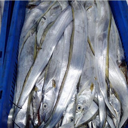 Ribbon Fish