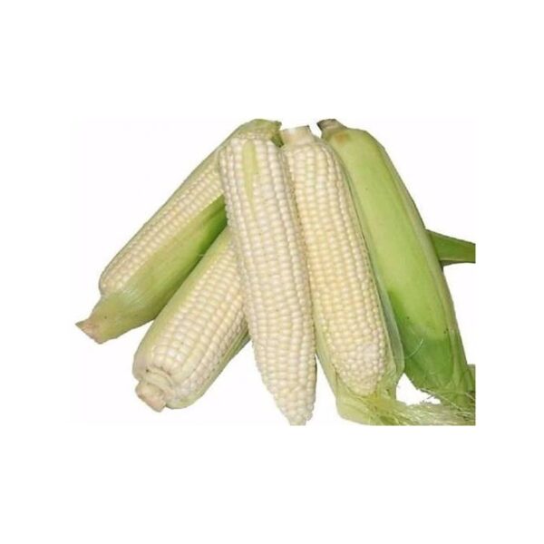 white Corn